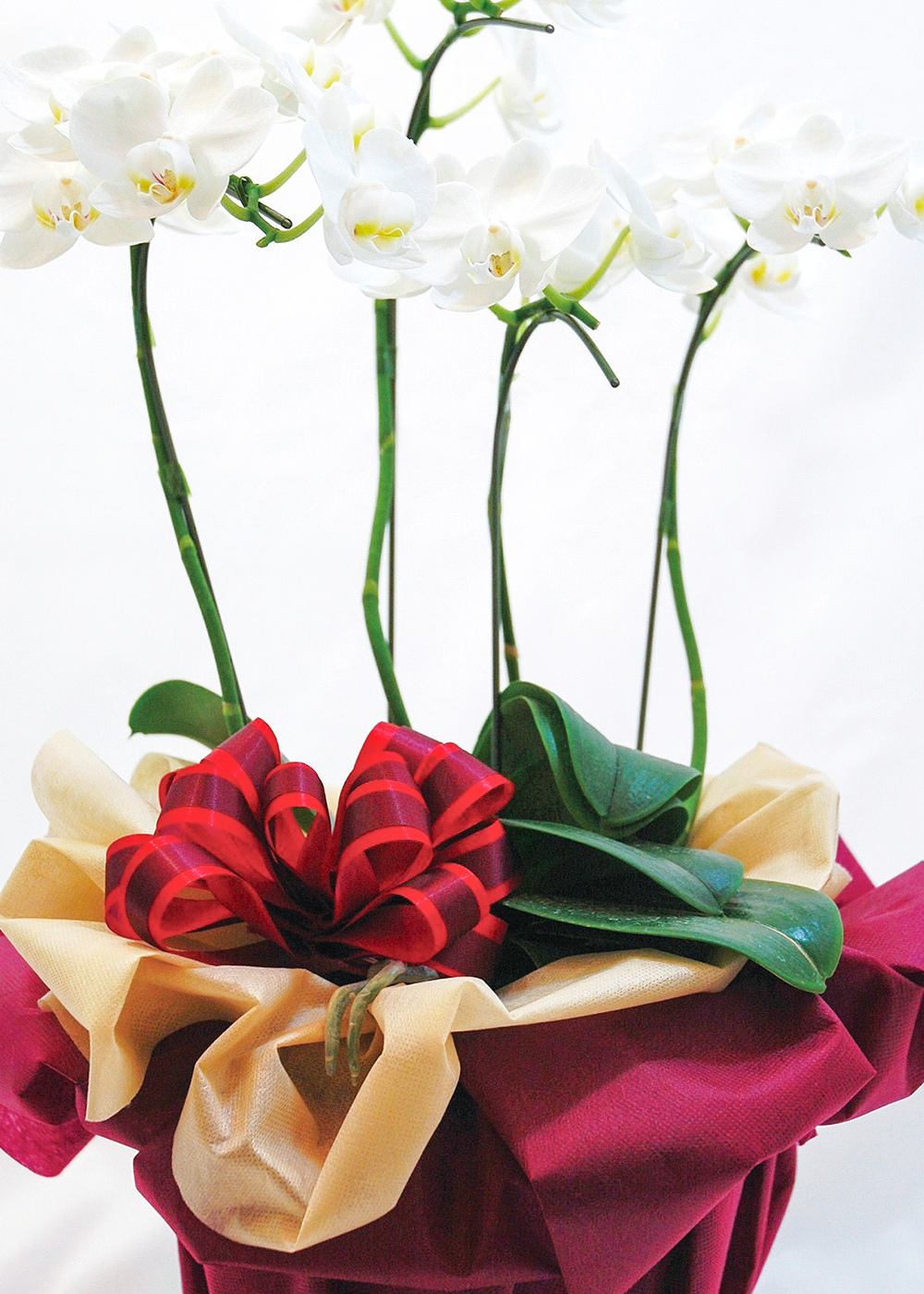 CoustomDoubleLoopBow