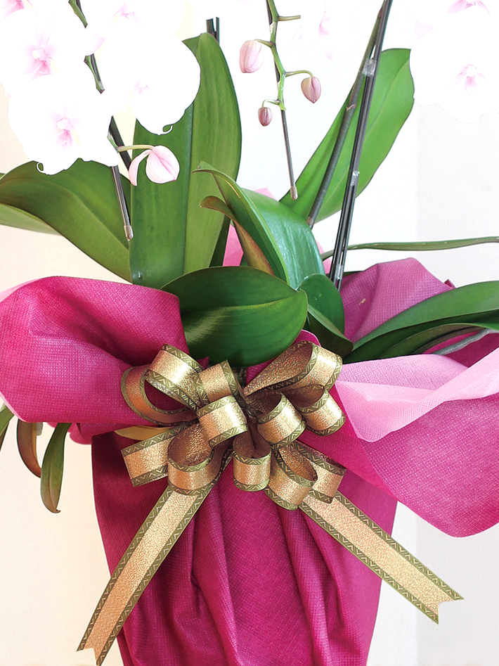 LoopBowMetallicTrianon2